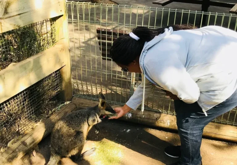 A woman petting a kangaroo in an enclosure.